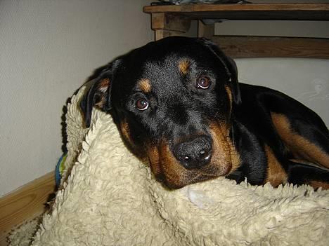 Rottweiler Fønix - Mor laver du ikke snart en ny og blød seng til mig...? billede 19