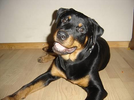 Rottweiler Fønix billede 20