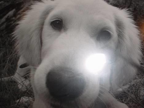 Golden retriever Teddy(i himlen) - her havde teddy desværre lige fået stukket næsen af en bi, men han ser da stadig dejlig ud på billedet ! =D  billede 1