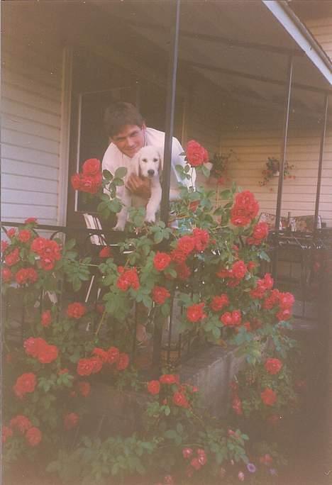 Golden retriever Teddy(i himlen) - oppe i rosebusken :) billede 2