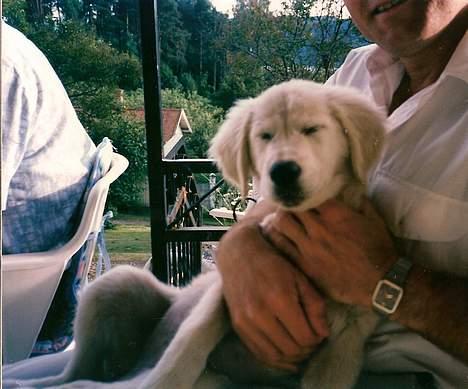 Golden retriever Teddy(i himlen) - snnooooork billede 3