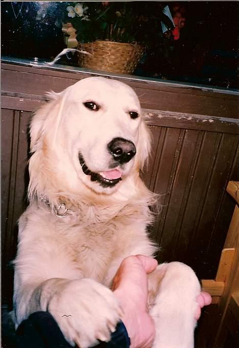 Golden retriever Teddy(i himlen) - ja jeg har da det sidste nye sladder tihi billede 4