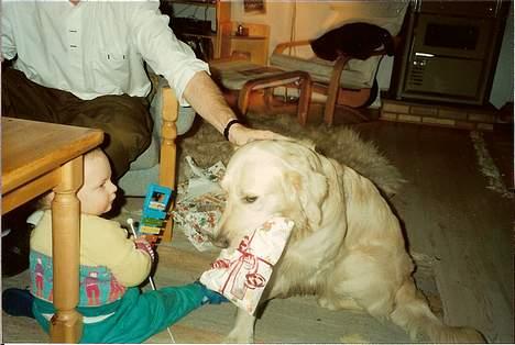 Golden retriever Teddy(i himlen) - grrr gave ! op op op! billede 5