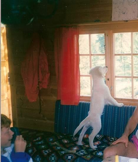 Golden retriever Teddy(i himlen) - flue !  billede 6