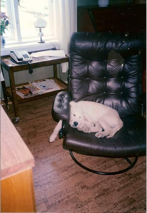 Golden retriever Teddy(i himlen) - ihh altså kan aldrig nå den der kasse i søvne ! billede 7