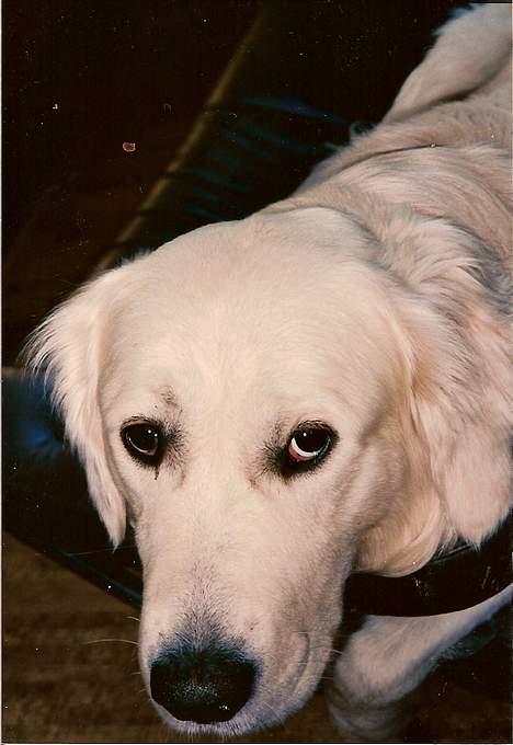 Golden retriever Teddy(i himlen) - ejjj må jeg ikke nok :) billede 8