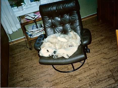 Golden retriever Teddy(i himlen) - ah ja 5 minutter på ryggen og om 5 minutter vender vi .... billede 9