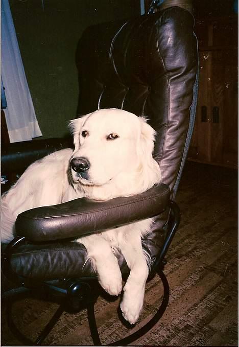 Golden retriever Teddy(i himlen) - grrr min stol ! billede 10