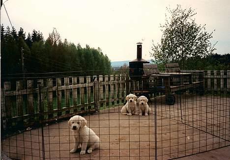 Golden retriever Teddy(i himlen) - teddy er den foreste :) ja mig forest ! billede 11