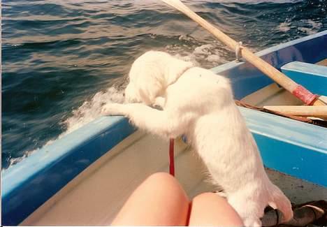 Golden retriever Teddy(i himlen) - nøøj det er jo vådt !? billede 12