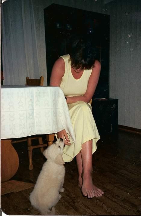 Golden retriever Teddy(i himlen) - tihi sjovt at nappe i fingre ;) billede 13