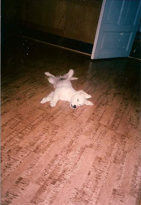 Golden retriever Teddy(i himlen) - GODNAT gulv "smask" billede 14