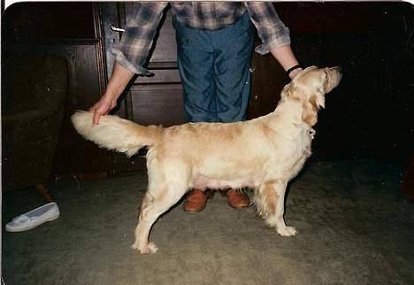 Golden retriever Teddy(i himlen) - se det er mig eller er det min mor ? ved det ikke rigtig ! billede 15