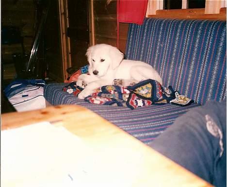Golden retriever Teddy(i himlen) - hmm uld ! billede 17