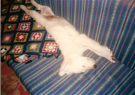 Golden retriever Teddy(i himlen) - ja når man er igang kan man vel forsætte ? ah dette liv kunne man vænne sig til ! billede 18