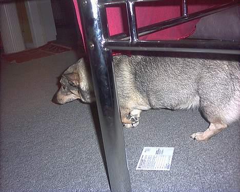 Västgötaspids detti billede 8