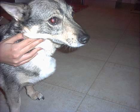 Västgötaspids detti billede 9