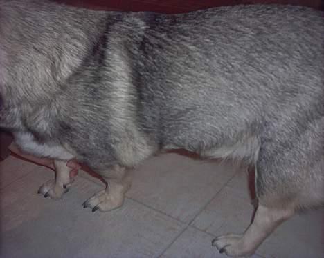 Västgötaspids detti billede 10