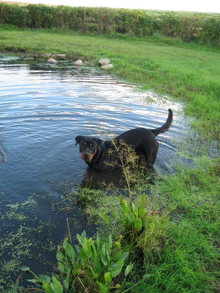 Rottweiler R.I.P Jessie pigen <3 - vand, SKØNT!!! billede 9