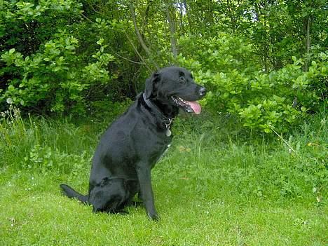 Labrador retriever Skipper billede 5