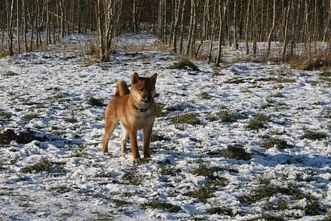 Shiba Kashi - her er jeg bare helt frisk.... klar til at lege.. billede 8