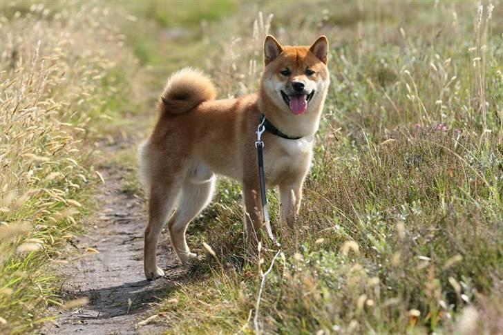 Shiba Kashi - Kashi ved vesterhavet - Foto: TorpFoto.dk billede 9