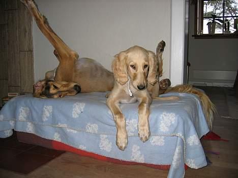 Saluki Qhandahar - "nu er du altså for skør..." billede 14