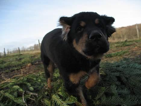 Blanding af racer Tarzan billede 3