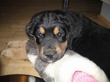 Blanding af racer Tarzan billede 4