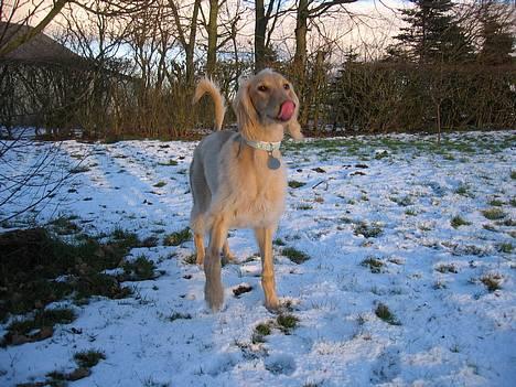 Saluki Qhandahar billede 15