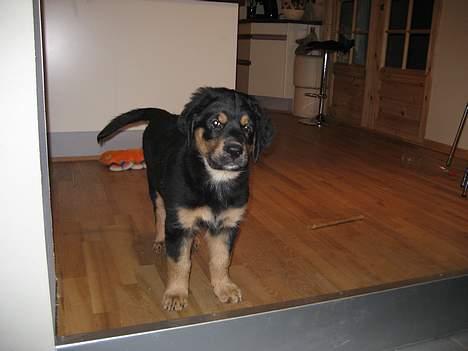 Blanding af racer Tarzan billede 5