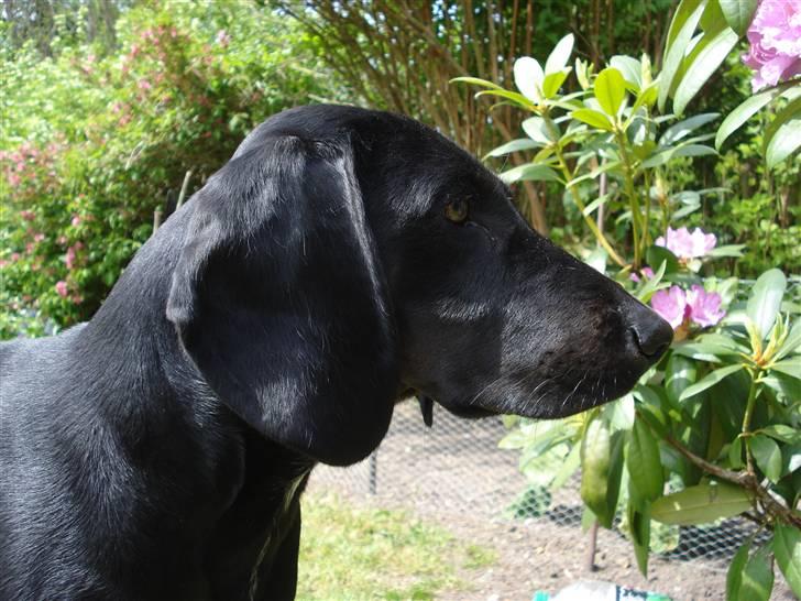 Bayersk vildtsporhund Maja - Velkommen til Maja billede 1