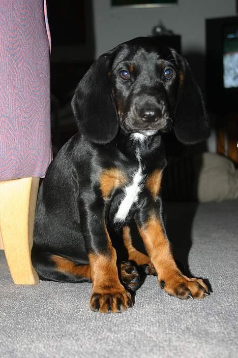 Bayersk vildtsporhund Maja - hej med jer der ude billede 2