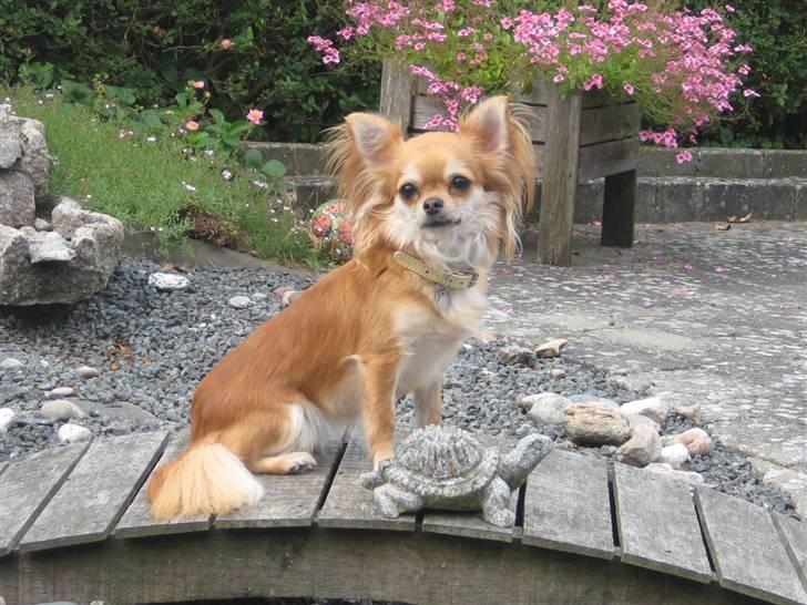 Chihuahua Salsa*Pequeno dreamgirl *(himmelhund) - aug 2009 billede 1
