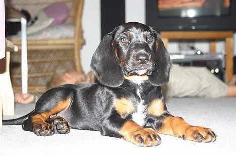 Bayersk vildtsporhund Maja - hvad er dog det?  billede 3