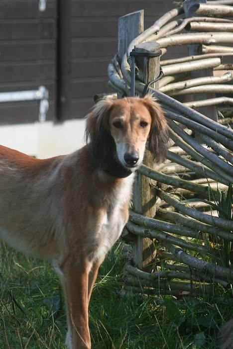 Saluki Nunu - Nunu på mynde gåtur... billede 10