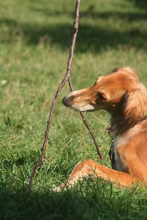 Saluki Nunu - Nunu på mynde gåtur.... billede 11