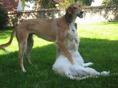Saluki Nunu - Nunu og hendes søster i sommer billede 12