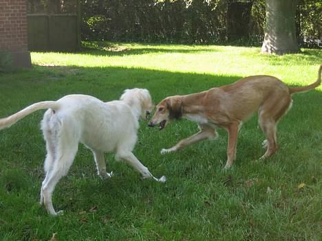 Saluki Nunu - Nunu og hendes søster i sommer billede 13