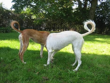 Saluki Nunu - Nunu og hendes søster i sommer billede 14