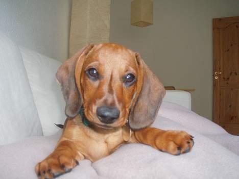 Gravhund Ruben - Ved Skovens Yogi di Ruben billede 1