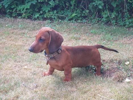 Gravhund Ruben - Her er Ruben 4 mdr..  billede 2