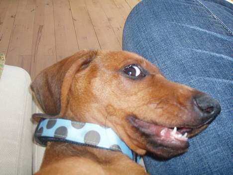 Gravhund Ruben - Strålende eksempel på Rubens humør- et bredt smil billede 3