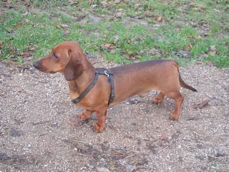 Gravhund Ruben - Her er Ruben 8 mdr...  billede 4