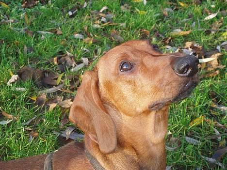 Gravhund Ruben - Ruben på skovtur billede 5