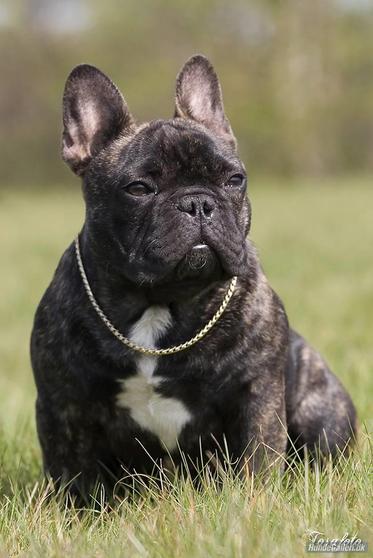 Fransk bulldog Chef D Òeuvre  ( Louis ) - Du var så smuk en lille dreng...    billede 1