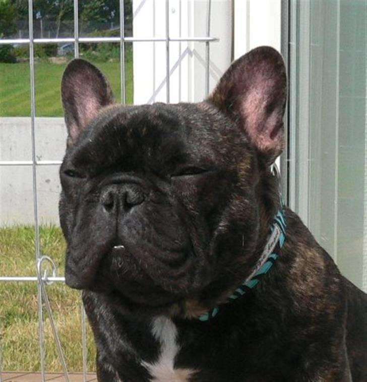 Fransk bulldog Chef D Òeuvre  ( Louis ) billede 2