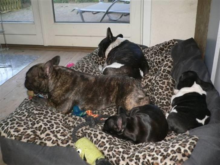 Fransk bulldog Chef D Òeuvre  ( Louis ) - Nyt...Louis sammen med hele hans buller flok billede 3