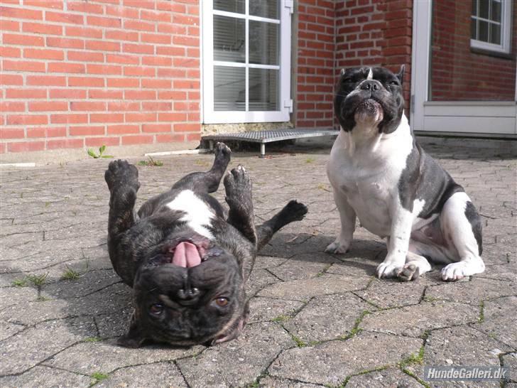 Fransk bulldog Chef D Òeuvre  ( Louis ) - Mig og søster Carla.... billede 4