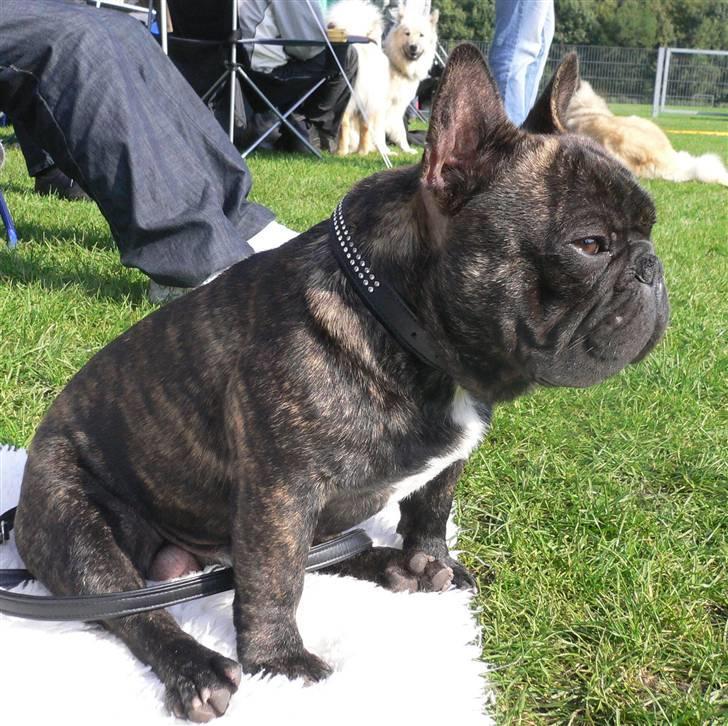 Fransk bulldog Chef D Òeuvre  ( Louis ) billede 5